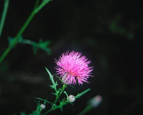 Study points to milk thistle extract providing UV protection