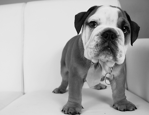 Bulldog makes the 'Good Scrub Guide' with commitment to microbead alternatives