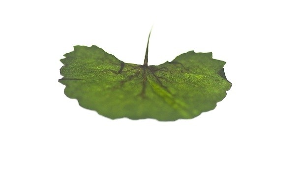 Centella asiatica (L.) extract