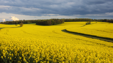 Researchers find biocompounds from rapeseed oil industry co-stream as cosmetic actives