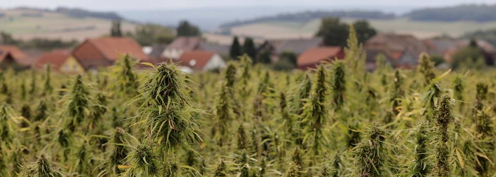 Hemp-Seed-Oil-Trendy-sustainable-with-proven-efficacy-for-skin.jpg