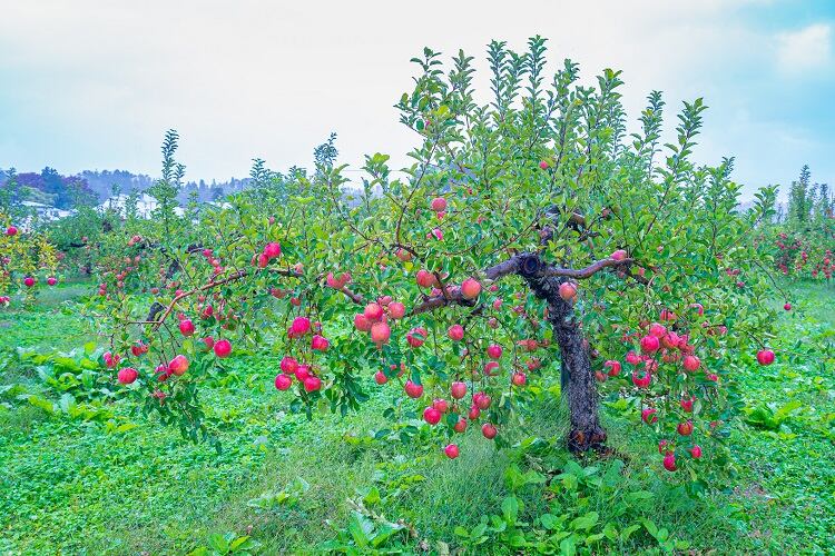 Scalp Care, Science, and Sustainability: Clariant Active Ingredients launches EquiScalp