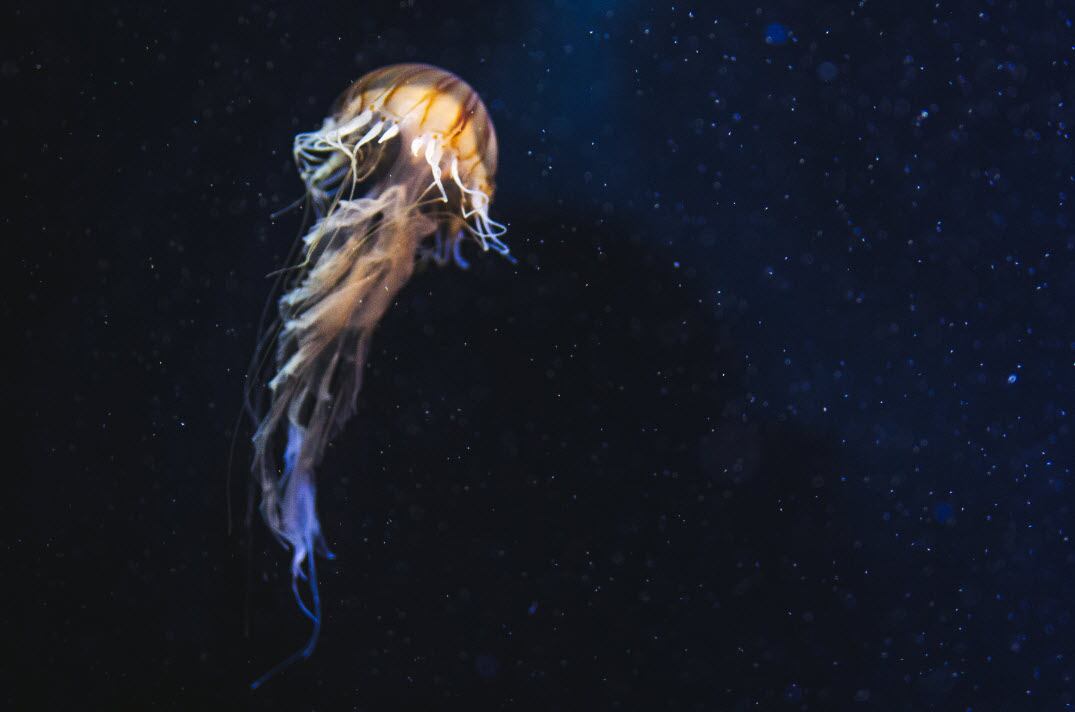 Jellyfish could offer a sustainable alternative to synthesised antioxidants, study finds
