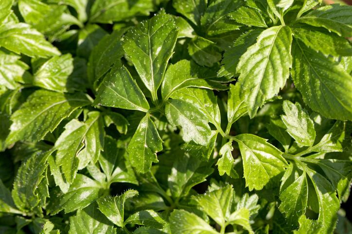 Leaves of a Jiaogulan plant, Gynostemma pentaphyllum, a medical plant from China.