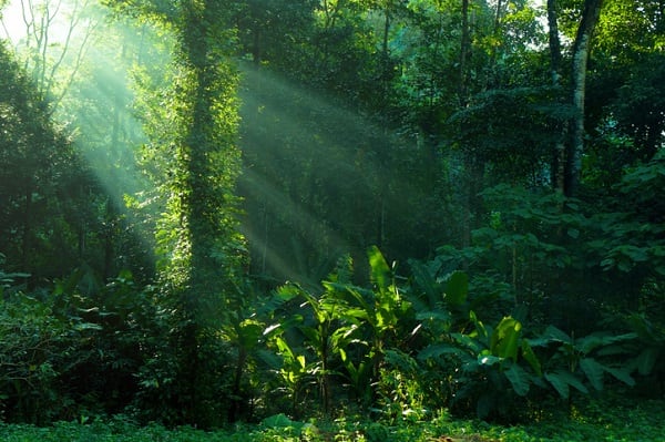 Proof-that-the-Amazon-still-offers-plenty-of-scope-for-sustainable-ingredients-sourcing.jpg