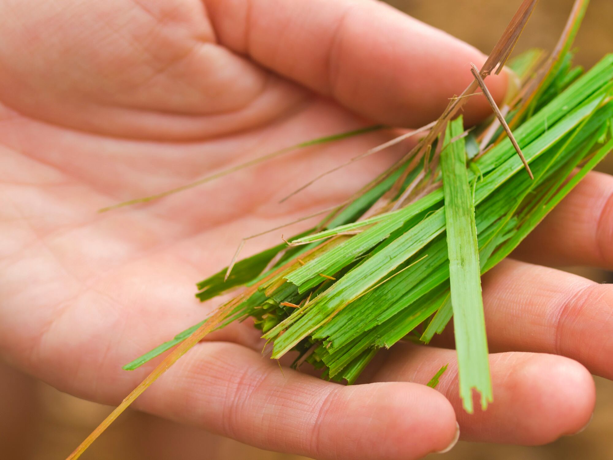 Ingredients-insights-essential-oil-provides-protective-effect-to-skin.jpg