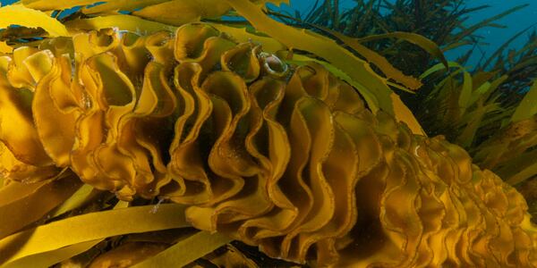 Undaria-pinnatifida-600x300px.jpg