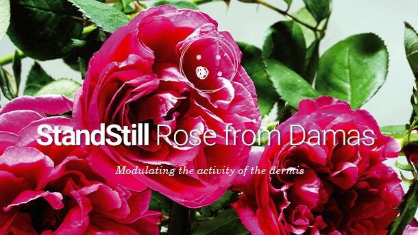 Plant-cells-from-Rose-from-Damas-to-decrease-wrinkles.jpg