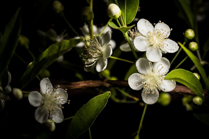 4. Botanicals ‘likely to be the future of sunscreens’ – Review