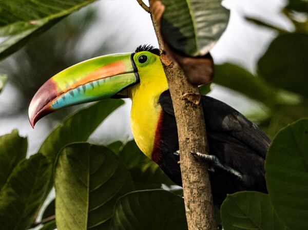 Costa Rica regenerative farm paves the way for better botanicals