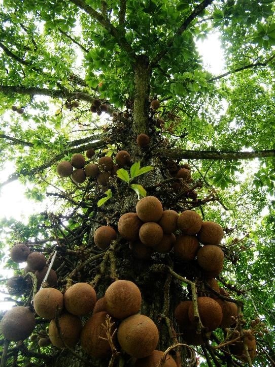 Brazil-Tree.jpg