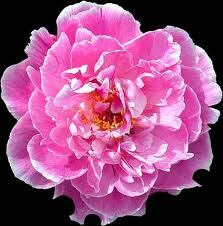 Peony.png