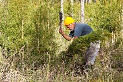 tea-tree-oil-harvested.jpg
