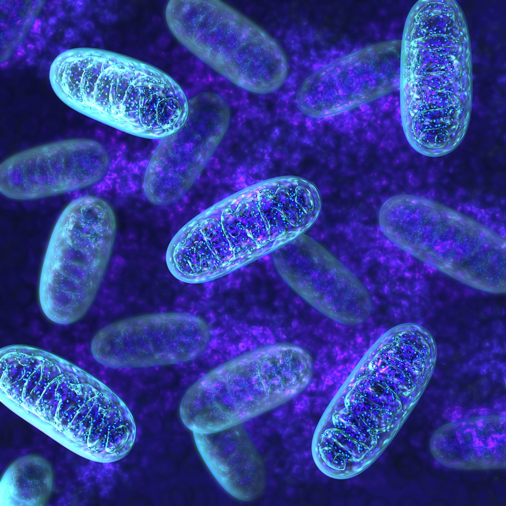 Epigen12 significantly protected mitochondria from oxidative stress, which is critical for sustained cellular energy. Mitochondria - microbiology 3d illustration