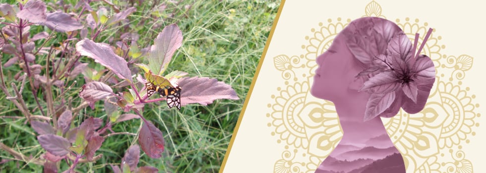 AYUREDI-from-an-ayurvedic-plant-to-a-holistic-anti-ageing-active-ingredient.png