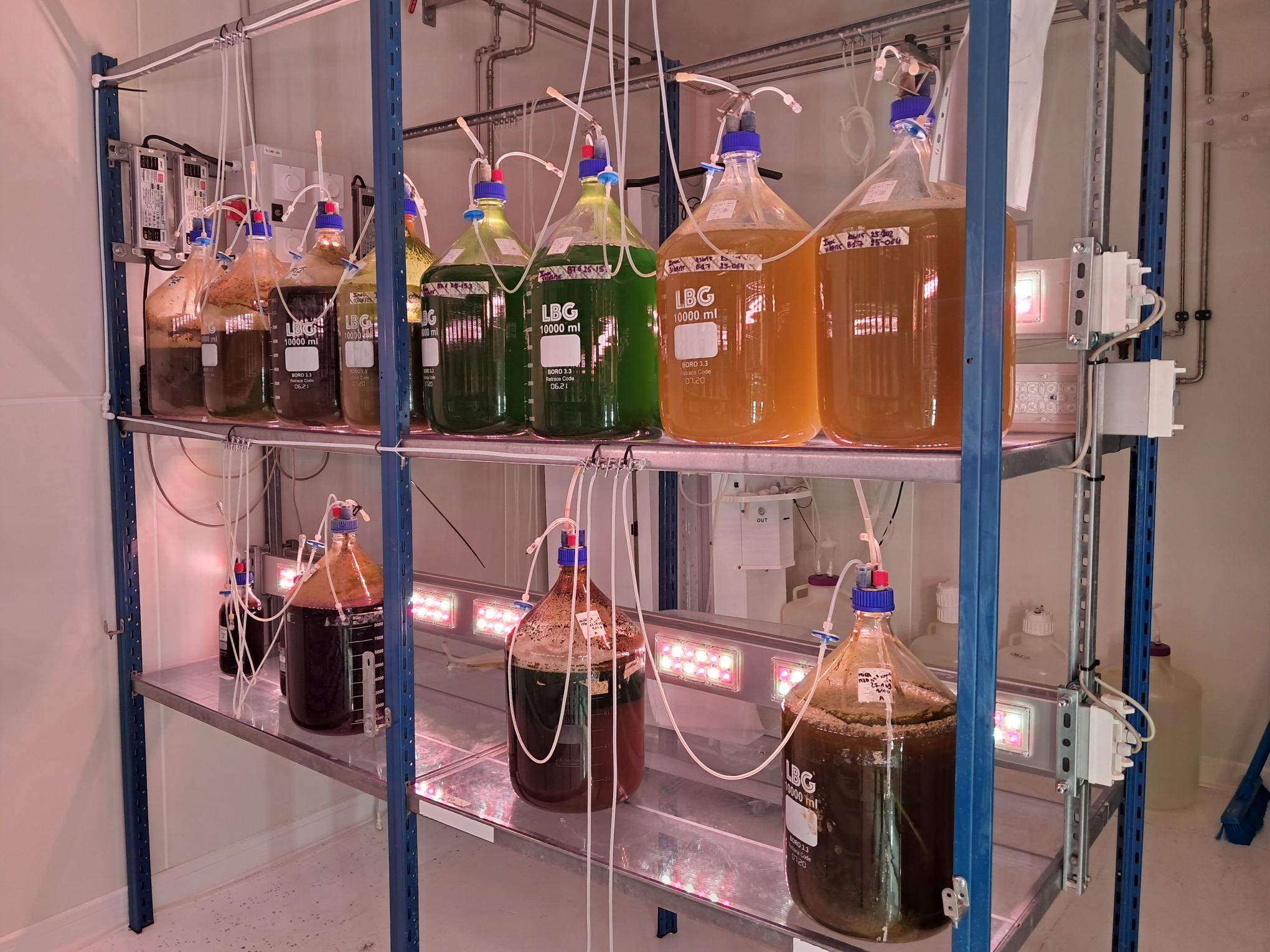 Microphyt microalgae