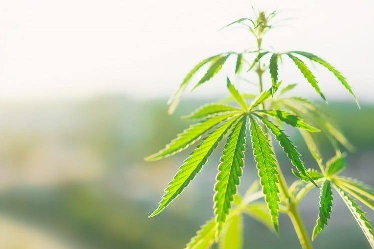 CBD skin care brand Kuida expands into the US and European markets