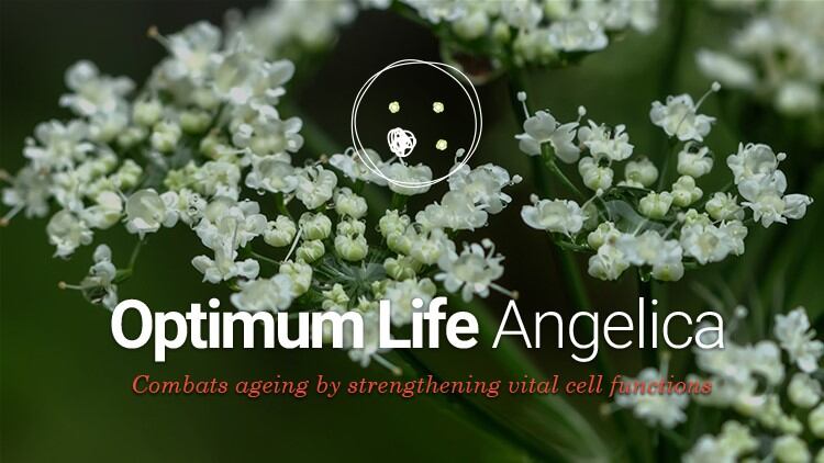 Angelica-cells-from-cell-functions-optimization-to-skin-rejuvenation.jpg