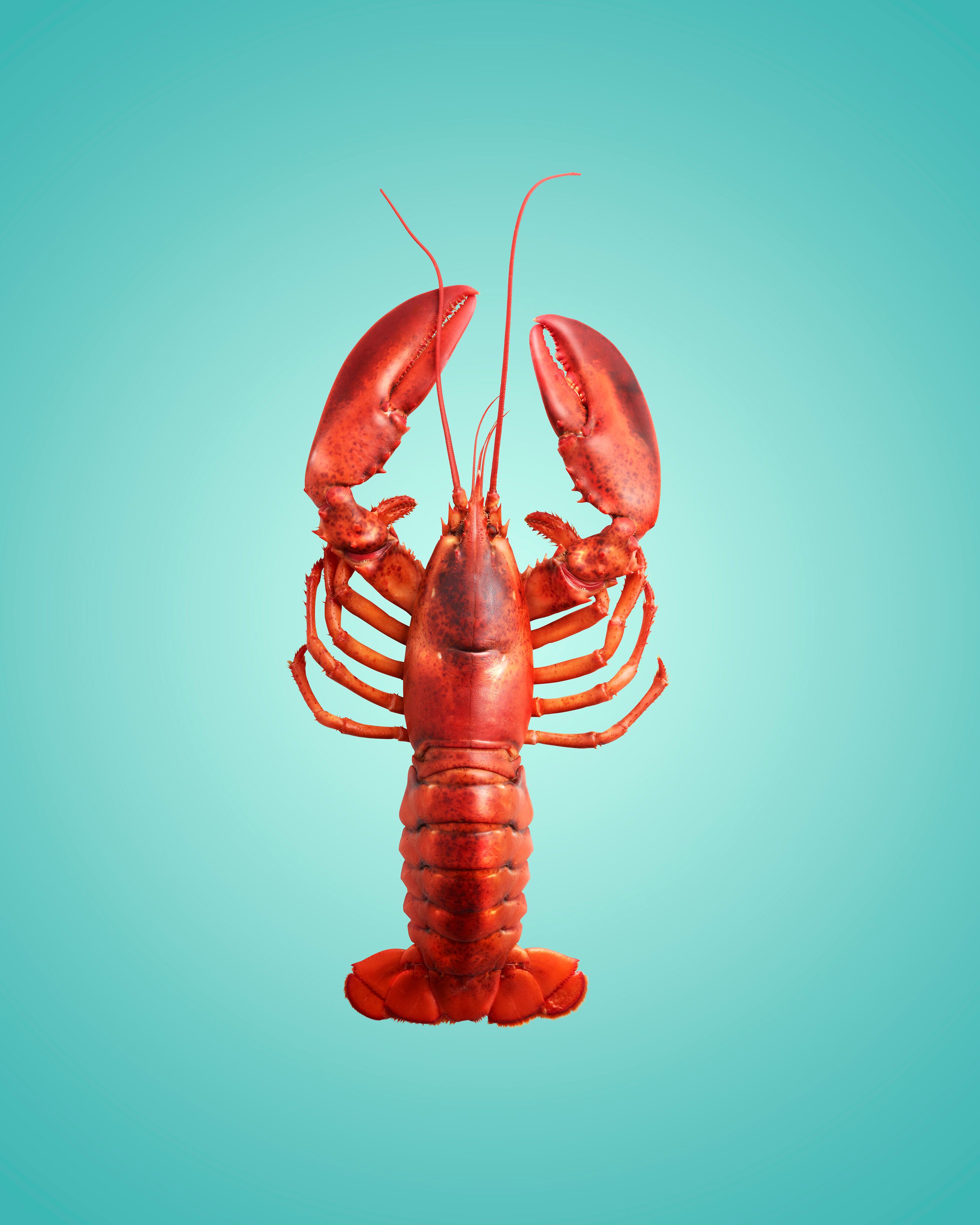 lobster.jpg