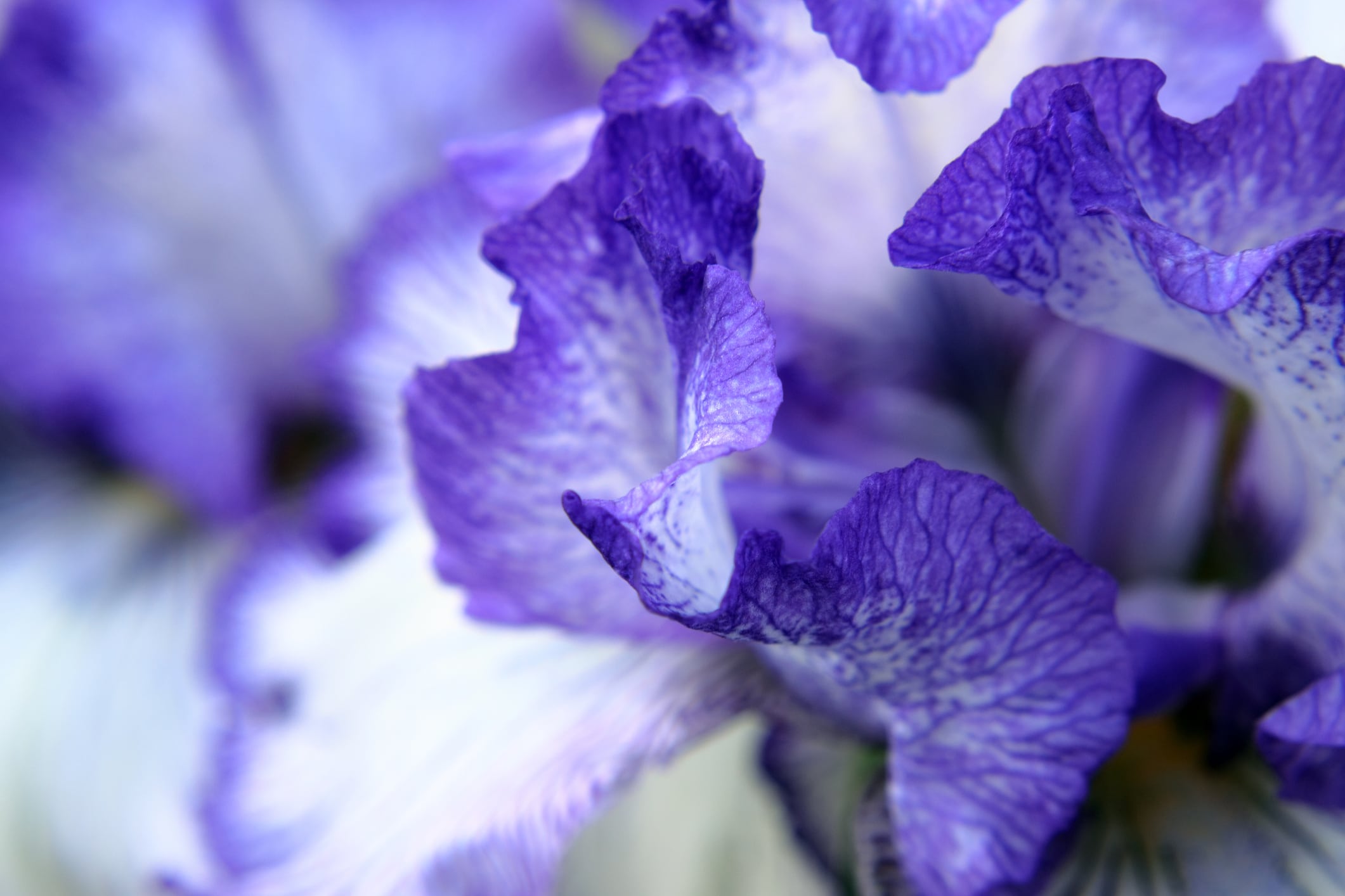 Debut’s plant cell tech offers eco-friendly fragrance solution