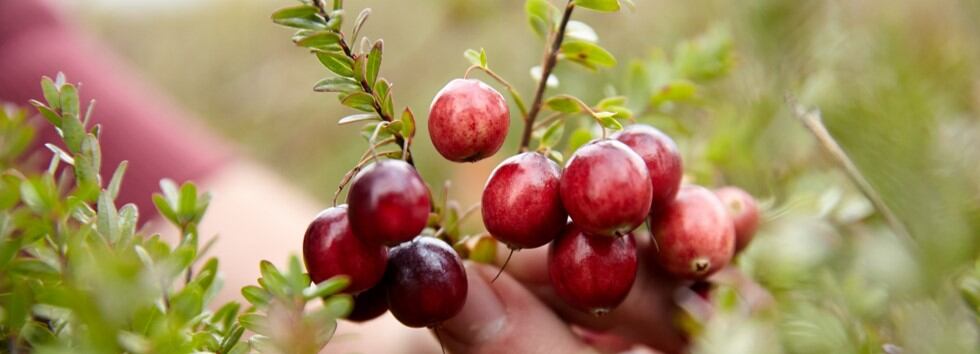 Sustainable-sourcing-for-botanicals-Traceability-backwards-integration-and-innovative-upcycling.jpg