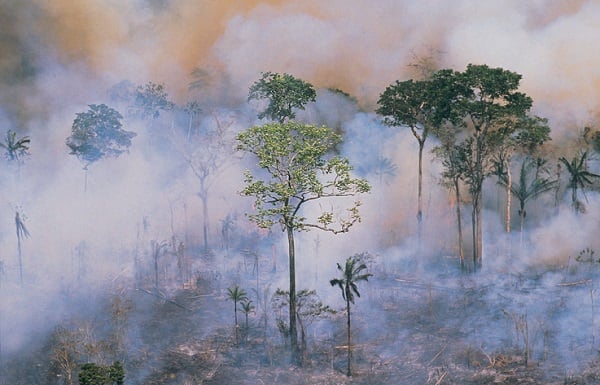 Three-ways-Brazil-s-Amazon-fires-could-impact-the-beauty-industry.jpg