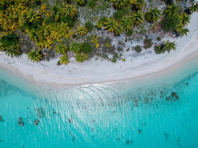Polynesian plants show natural anti-ageing, hair care, skin brightening promise: Study