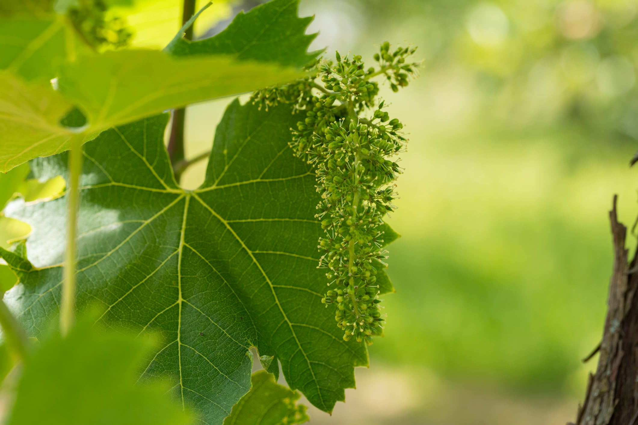 Grape cell culture viniferin shows in vitro wound healing and barrier support: study