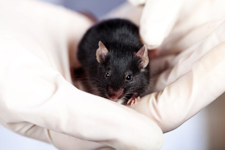animal-testing.jpg