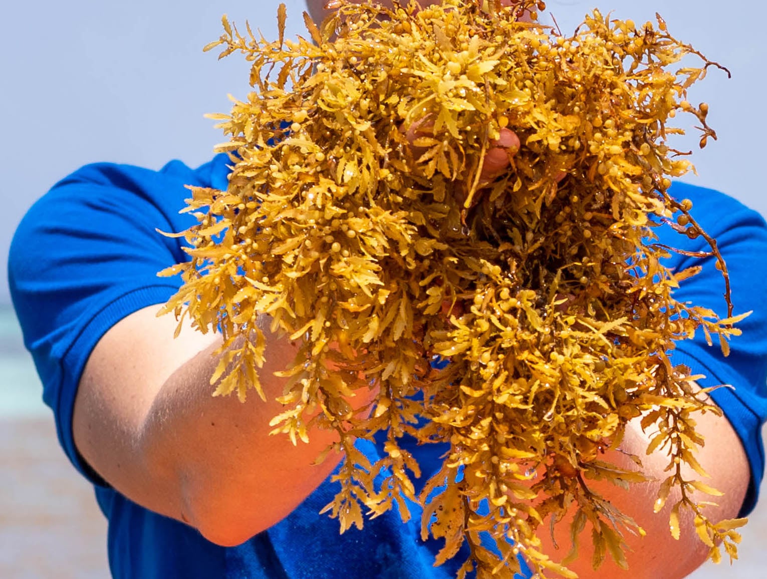 New partnership to turn invasive seaweed into sustainable cosmetic ingredients