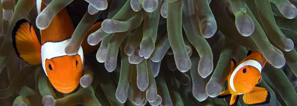 Sea anemone venom for sensitive skin