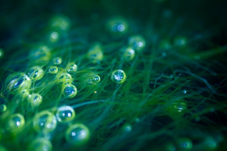 Blue-biotechnology-for-cosmetics-holds-sustainable-raw-material-promise.jpg