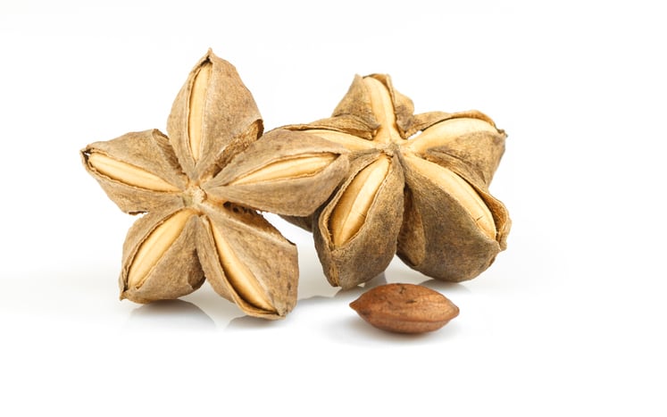 Omega-rich Amazon ‘peanut’ oil shows moisturising promise: Study