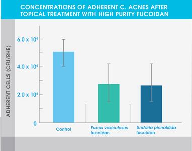 C.-acnes.jpg