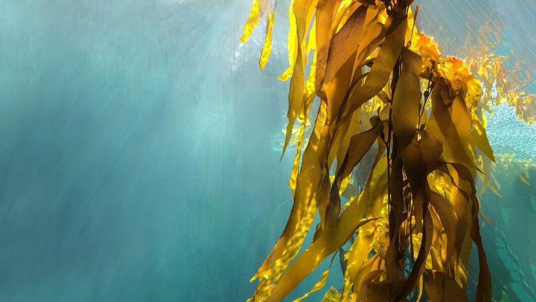 Biodegradable beauty: Lonza utilises sea plant-based gel to create sustainable sheet masks