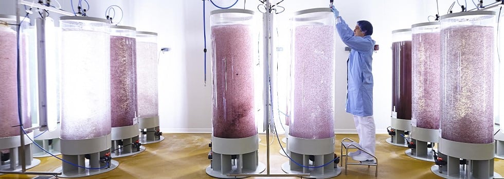 Photo-bioreactor-algae-culture.jpg