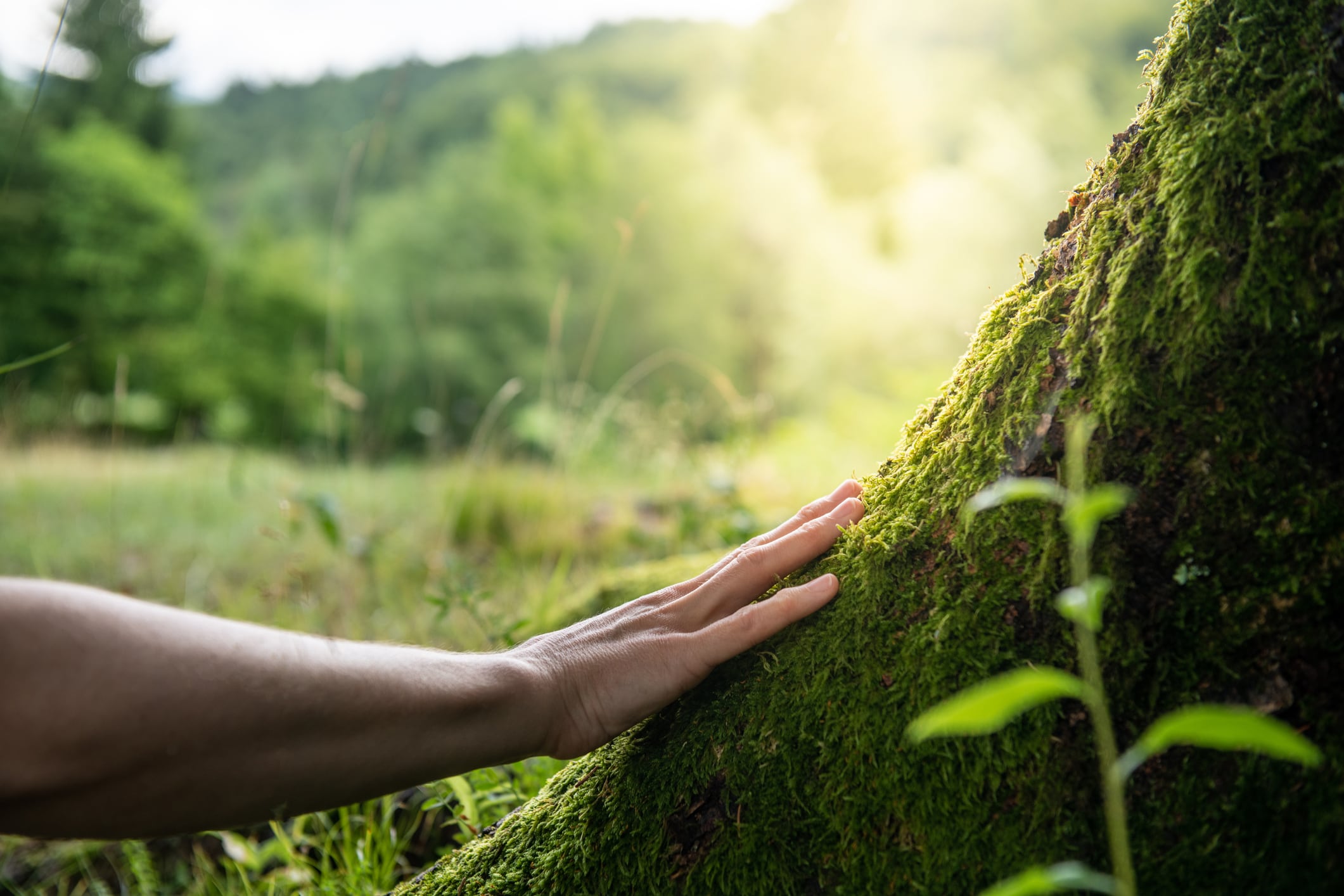 human-hand-tree.jpg