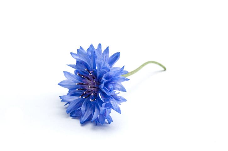 ‘At the limit between cosmetics and dermatology’: Merck to launch cornflower extract for skin care