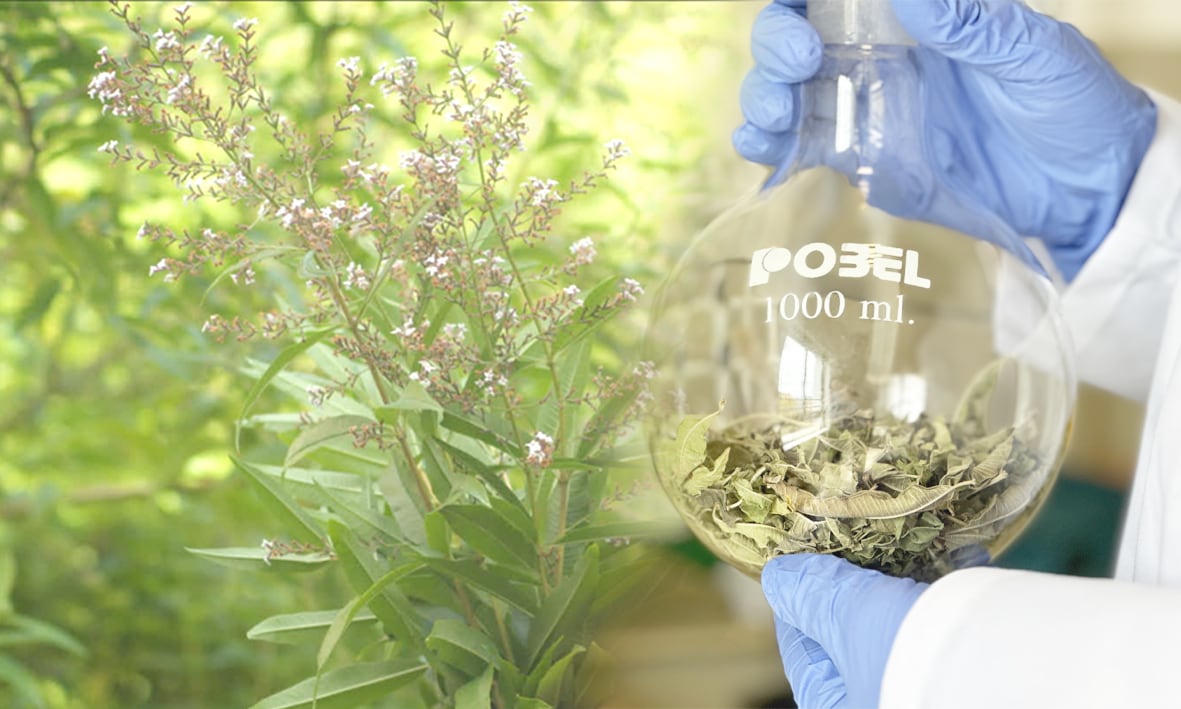Pioneering project hopes to unlock new uses for lemon verbena
