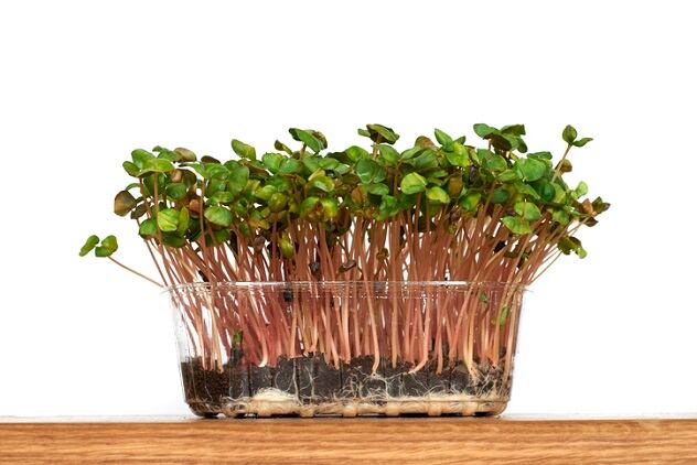 Capsum-brings-sustainable-natural-beauty-supply-chain-indoors.jpg