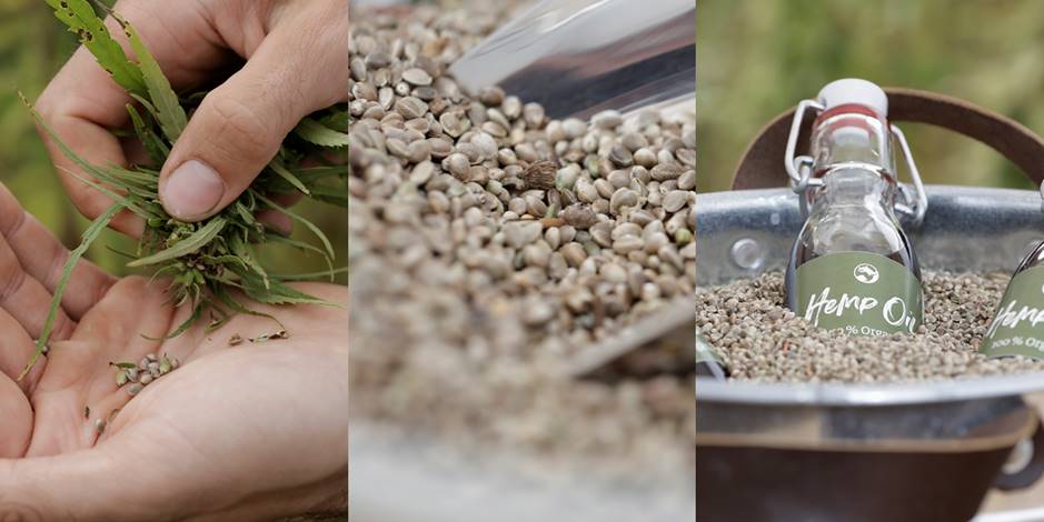 Hemp-Oil-Organic-MULTIMEDIA-3.jpg