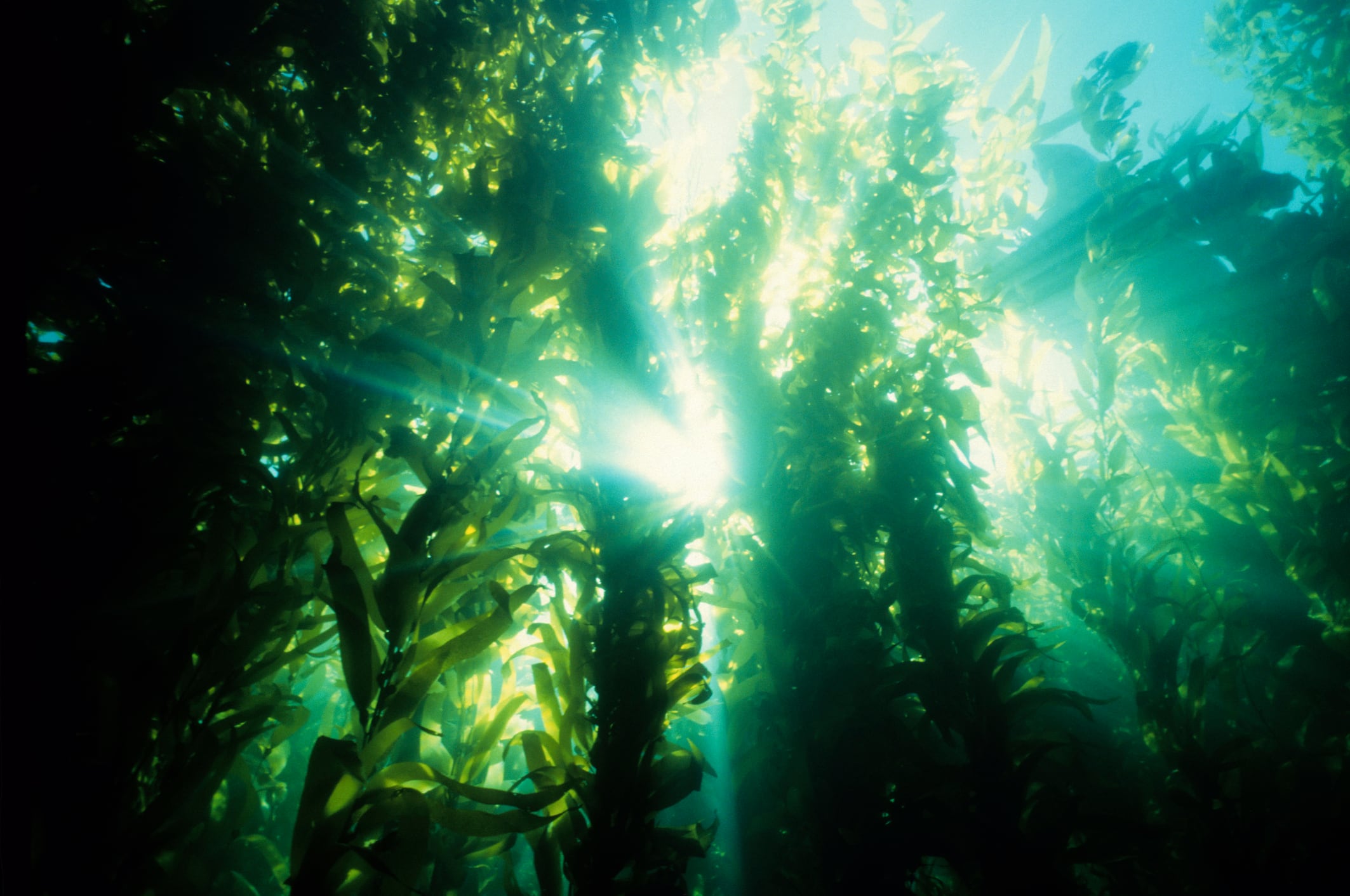 Macrocystis pyrifera ferment shows promise for skin barrier recovery