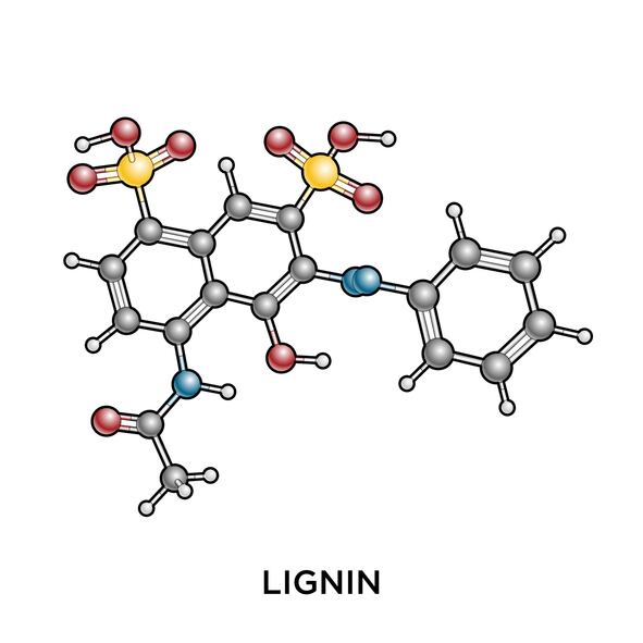 lignn.jpg