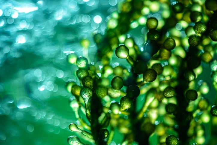 Beauty in ‘early adoption stage’ with microalgae, says Israeli startup