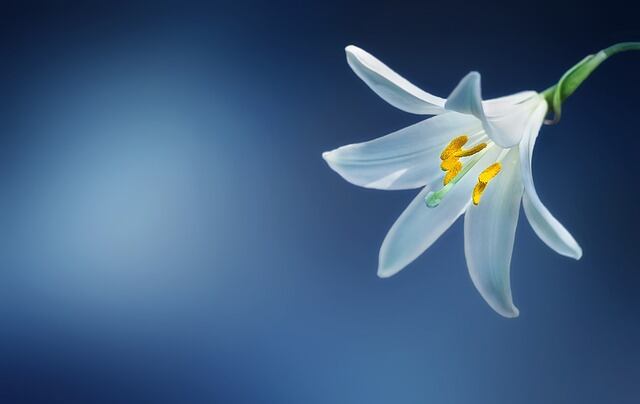5-ways-biotech-is-working-for-the-fragrance-industry.jpg