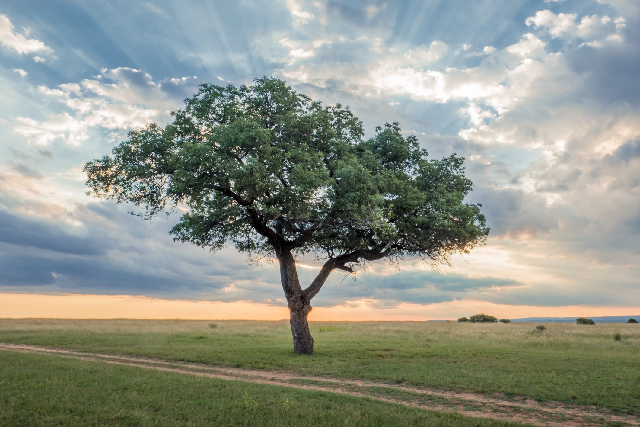 Ancient beauty ingredients that are seeing a comeback