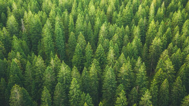 IFSCC exclusive: Plant endophytes as a potential new and sustainable microbiome skin care ingredient
