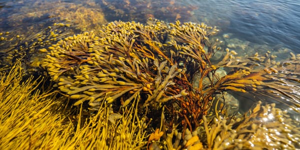seaweed-600x300px.jpg