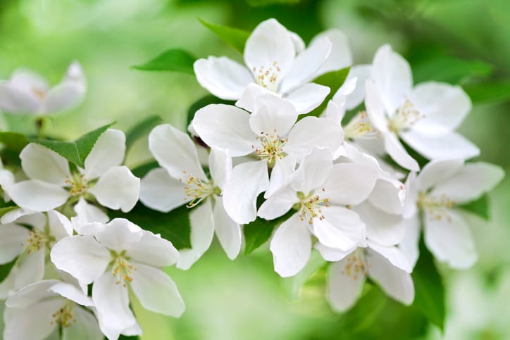 apple-flower.jpg