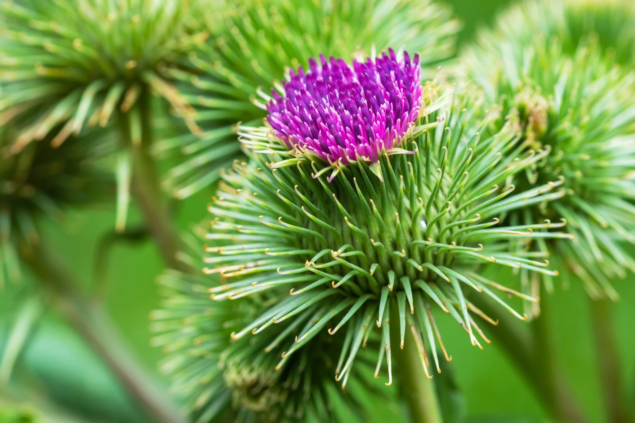 Research indicates burdock seed oil active arctigenin has potential skin-brightening benefits 